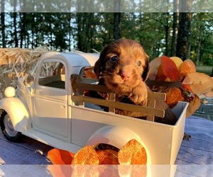 Dachshund Puppy for sale in WINSLOW, AR, USA
