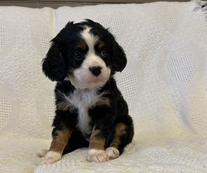 Bernese Mountain Dog Puppy for sale in THORP, WI, USA