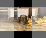 Small #3 Brussels Griffon