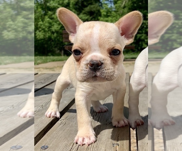 Medium Photo #26 French Bulldog Puppy For Sale in EUGENE, OR, USA