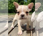 Small Photo #26 French Bulldog Puppy For Sale in EUGENE, OR, USA