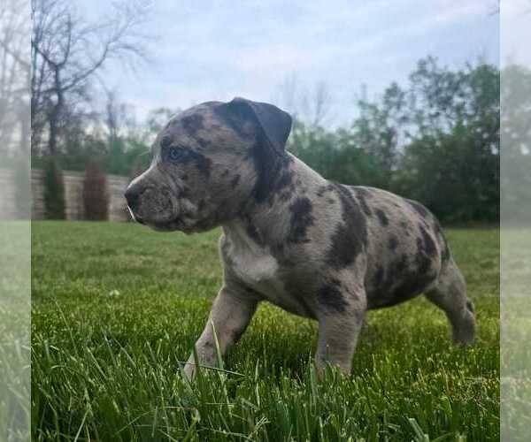 Medium Photo #3 American Bully Puppy For Sale in WEST MILTON, OH, USA