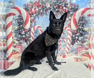 Father of the German Shepherd Dog puppies born on 01/19/2026