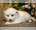 Small #1 American Eskimo Dog