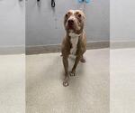 Small American Pit Bull Terrier Mix
