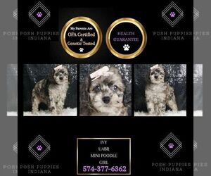 Poodle (Miniature) Puppy for sale in WARSAW, IN, USA