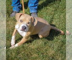 Small #2 American Staffordshire Terrier-Beagle Mix
