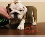 Small Photo #3 Bulldog Puppy For Sale in PARKER, CO, USA