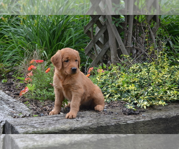 Medium Photo #6 Golden Retriever Puppy For Sale in GREENWOOD, WI, USA