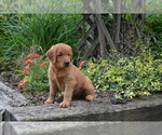 Puppy Gabby Golden Retriever