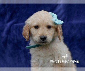 Golden Retriever Puppy for sale in LIBERTY, KY, USA