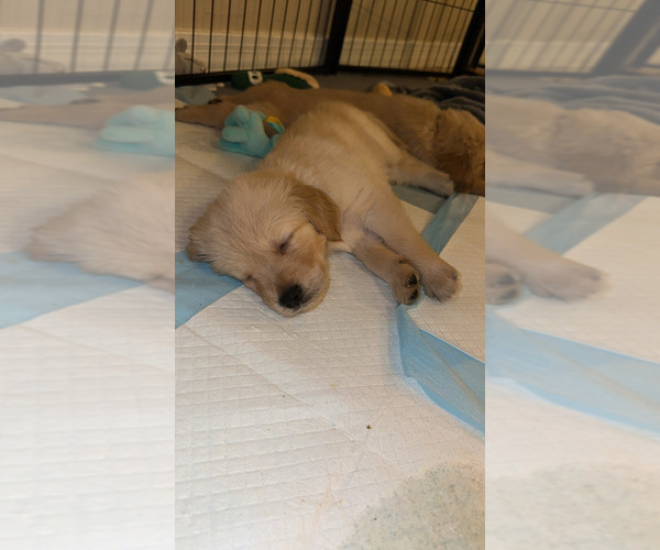 Medium Photo #21 Golden Retriever Puppy For Sale in PEORIA, AZ, USA
