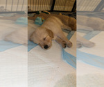Small Photo #21 Golden Retriever Puppy For Sale in PEORIA, AZ, USA