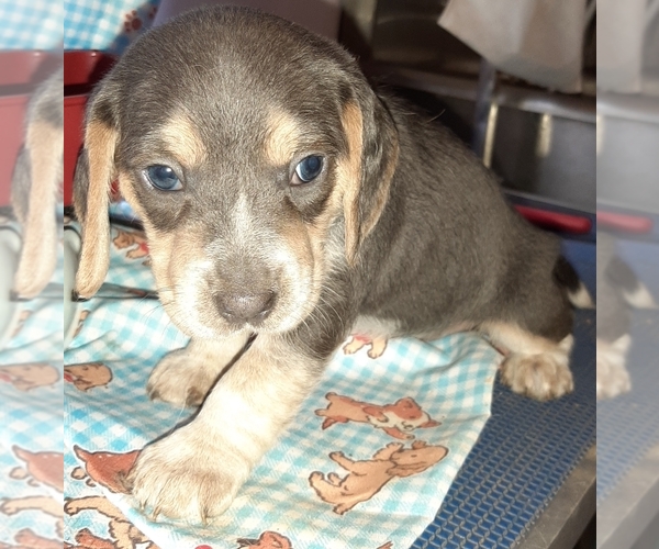 Medium Photo #9 Beagle Puppy For Sale in CARTHAGE, TX, USA