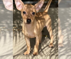 Scotty - Male Chihuahua-Unknown Mix Dog for Adoption - Photo #5