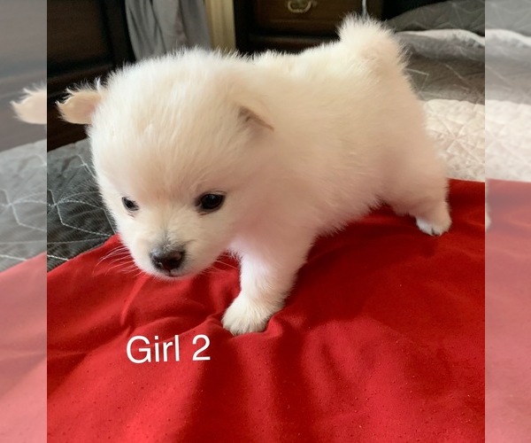 Medium Photo #1 Pomeranian Puppy For Sale in EL PASO, TX, USA