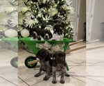 Small #7 German Shorthaired Pointer