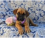 Small #7 Boerboel