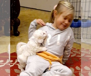 Bichon Frise Puppy for sale in GLASGOW, KY, USA