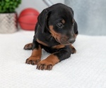Small Photo #7 Doberman Pinscher Puppy For Sale in GOSHEN, IN, USA