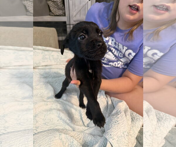 Medium Photo #4 Labrador Retriever-Unknown Mix Puppy For Sale in Holly Springs, NC, USA