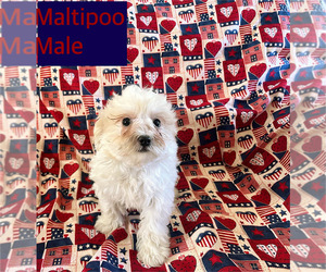 Maltipoo Puppy for sale in AMSTERDAM, MO, USA