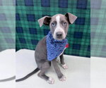 Small #1 Catahoula Leopard Dog Mix