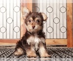 Puppy Bruce YorkiePoo