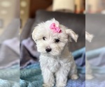 Small #13 Maltese