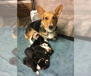 Mother of the Pembroke Welsh Corgi puppies born on 03/29/2019