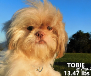 Father of the Shih Tzu puppies born on 04/23/2023