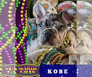French Bulldog Puppy for sale in HEATHROW, FL, USA