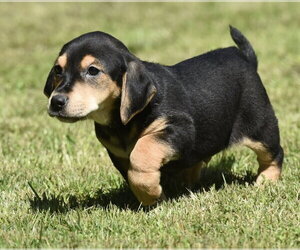 Dachsador Dogs for adoption in Mechanicsburg, PA, USA