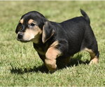 Small Dachsador