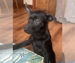 Small #1 Labrador Retriever Mix