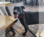 Small #2 Labrador Retriever Mix