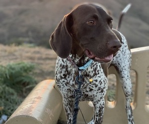German Shorthaired Pointer Puppy for Sale in WILDOMAR, California USA
