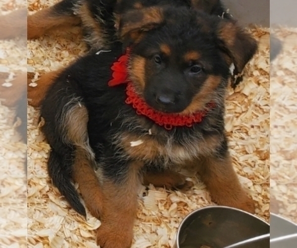 Medium Photo #5 German Shepherd Dog Puppy For Sale in WHEELING, IL, USA