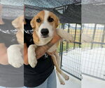 Cobbler - Male Australian Retriever Dog for Adoption - Small photo