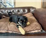 Small #4 Carlin Pinscher