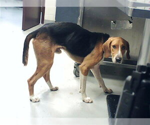 American Foxhound Dogs for adoption in Fayetteville, NC, USA