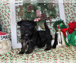 Small Photo #19 YorkiePoo Puppy For Sale in CHANUTE, KS, USA