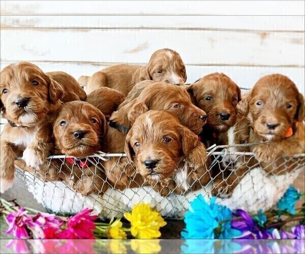 Medium Photo #1 Irish Doodle Puppy For Sale in SILVERDALE, WA, USA