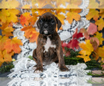 Puppy Mandy Boxer
