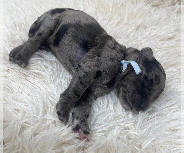 Medium Photo #34 Goldendoodle Puppy For Sale in PIERSON, FL, USA