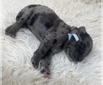 Small Photo #34 Goldendoodle Puppy For Sale in PIERSON, FL, USA