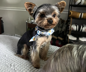 Father of the Yorkshire Terrier puppies born on 10/08/2025