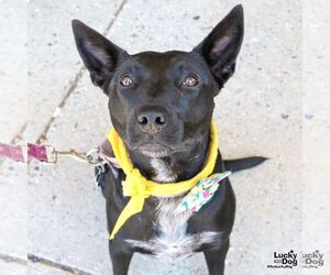 Trinity - Female Mutt Dog for Adoption - Photo #4