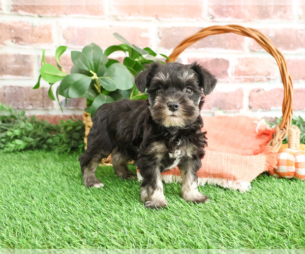 Medium Photo #3 Schnauzer (Miniature) Puppy For Sale in SYRACUSE, IN, USA