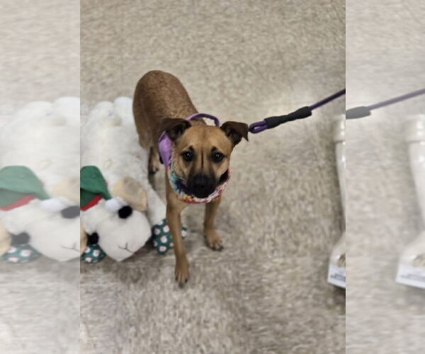 Medium Photo #5 Chihuahua-Unknown Mix Puppy For Sale in Minneapolis, MN, USA